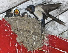 Barn Swallow