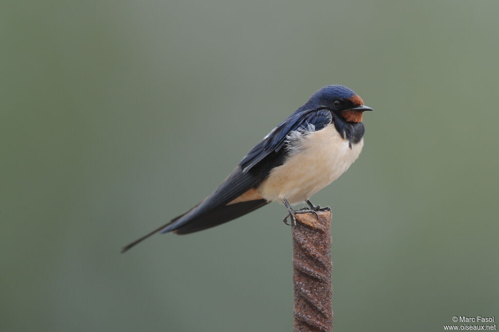 Barn Swallowadult breeding, identification