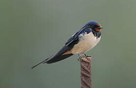 Barn Swallow