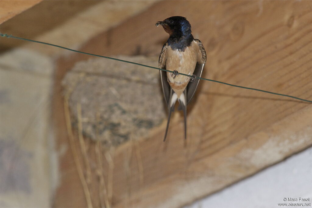 Barn Swallowadult breeding, identification, Reproduction-nesting