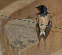 Barn Swallow