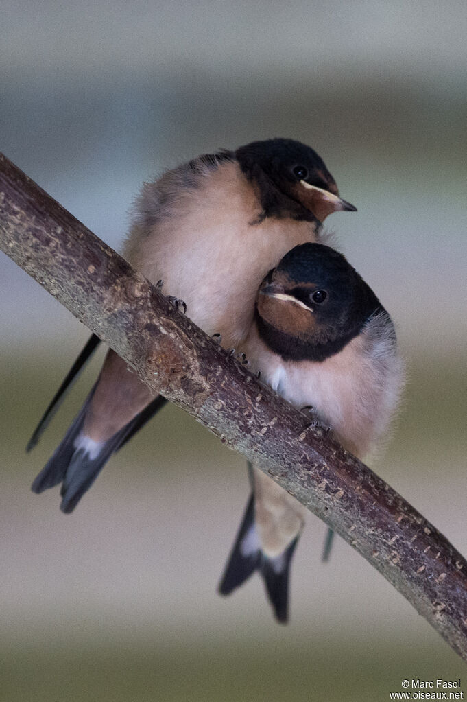 Hirondelle rustiquejuvénile, identification