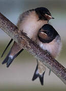 Barn Swallow