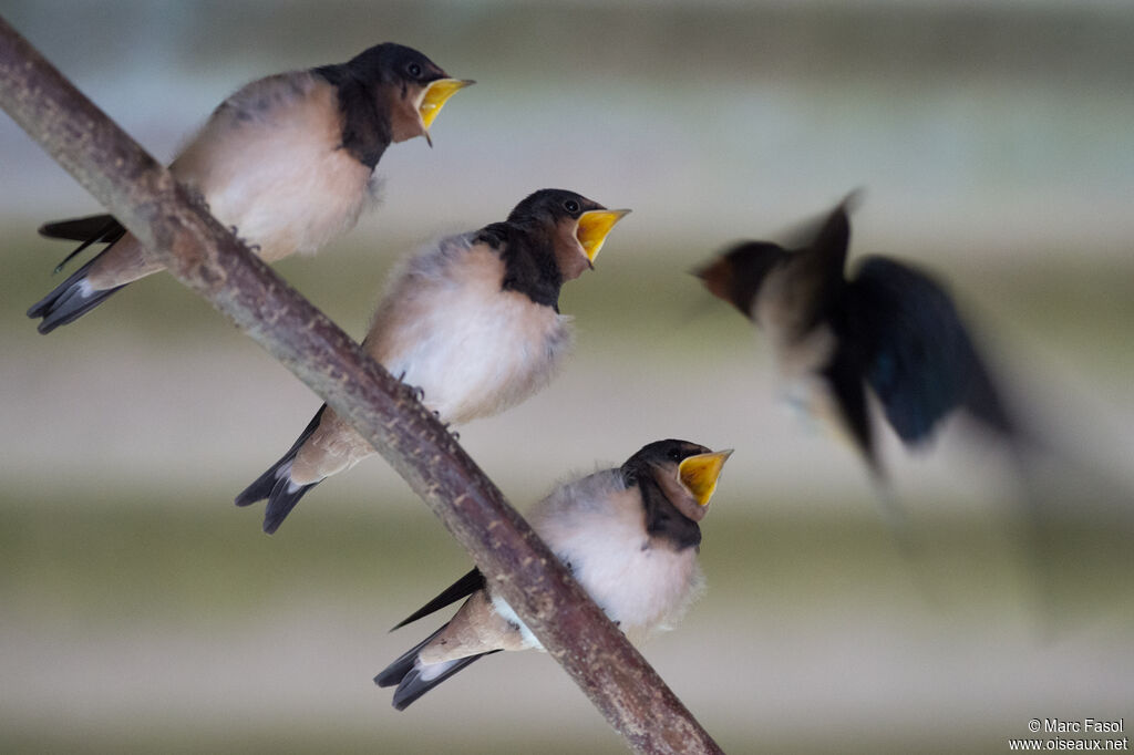 Barn Swallow, identification