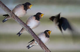 Barn Swallow