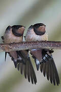 Barn Swallow