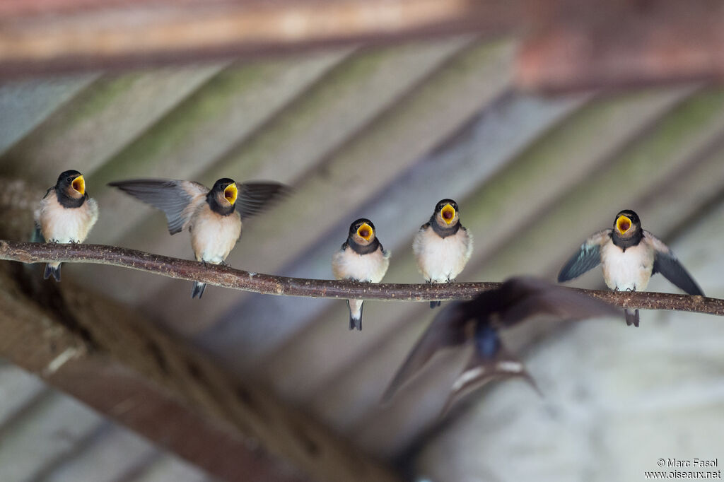 Hirondelle rustique, identification