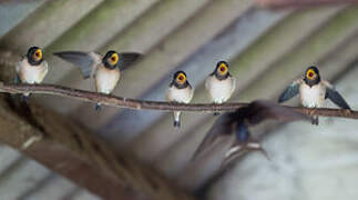 Barn Swallow