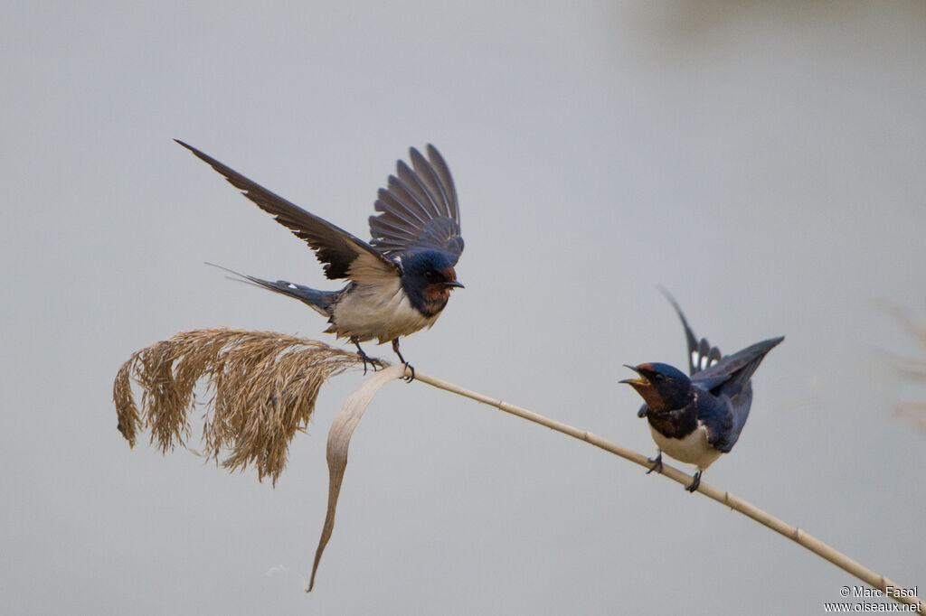 Barn Swallowadult breeding, courting display