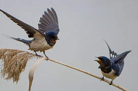 Barn Swallow