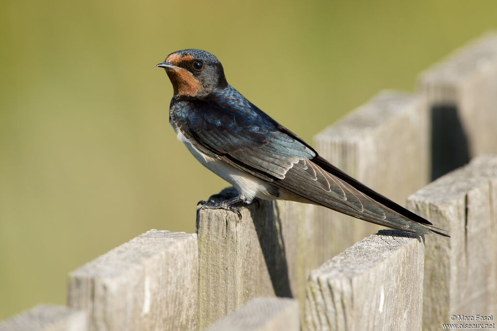 Hirondelle rustique, identification