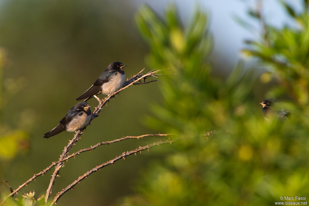 Hirondelle rustiquejuvénile, identification