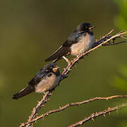 Barn Swallow