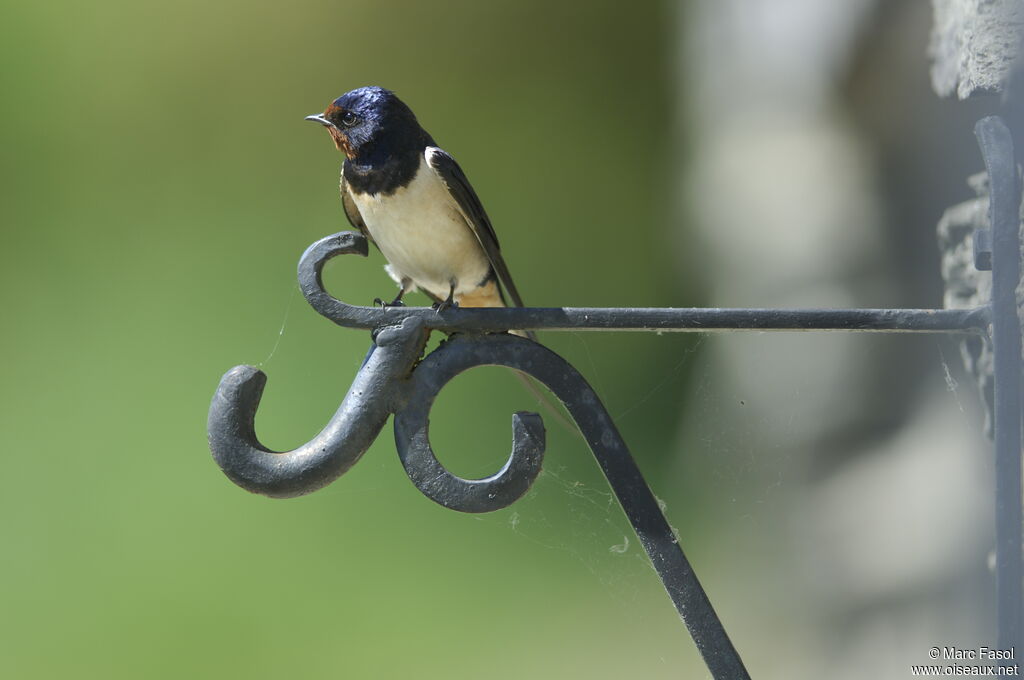 Hirondelle rustiqueadulte nuptial, identification