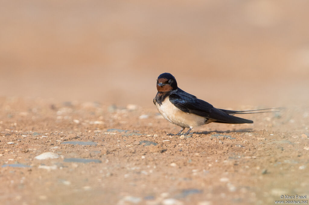 Hirondelle rustique