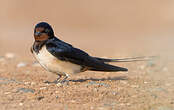 Hirondelle rustique