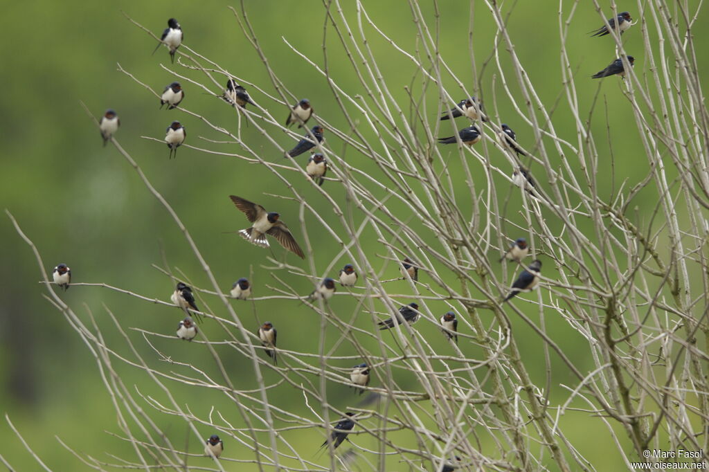 Barn Swallowadult breeding, Flight