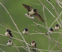 Barn Swallow