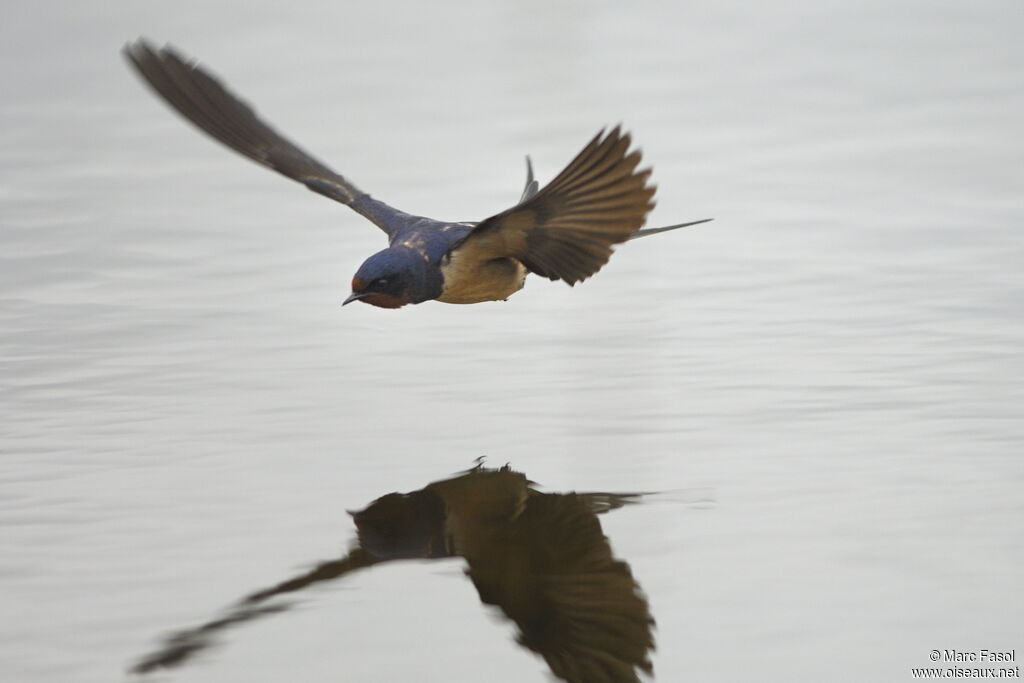 Barn Swallowadult breeding, Flight