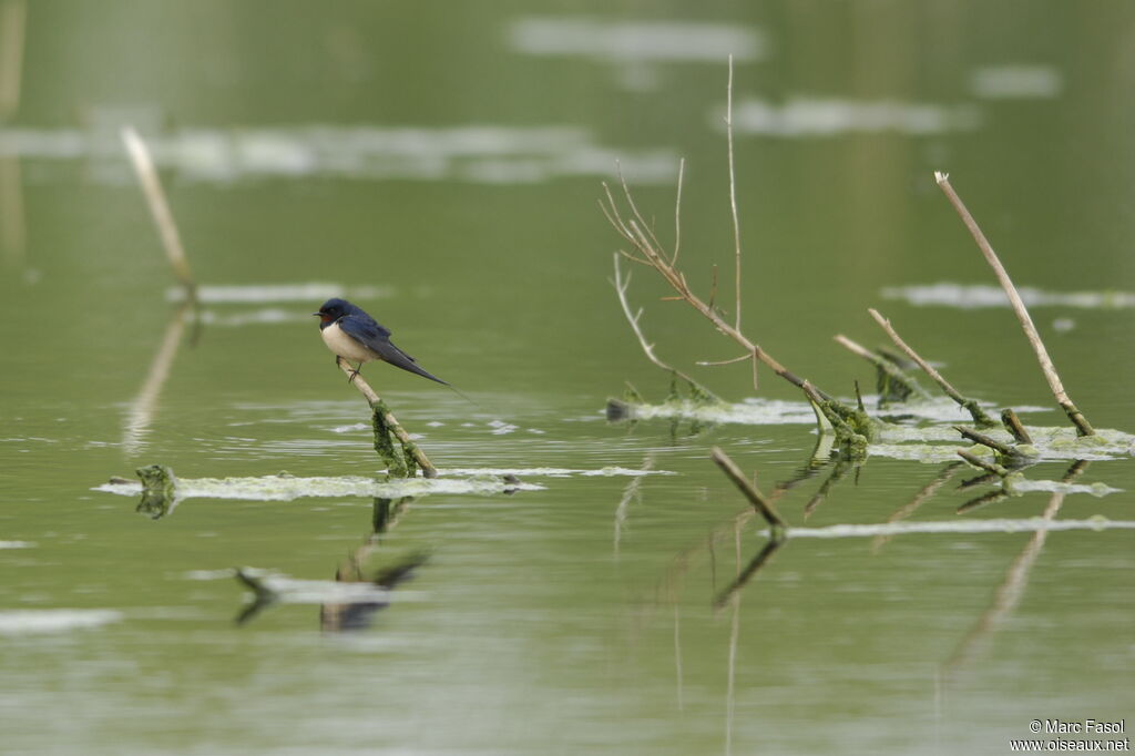 Barn Swallowadult breeding, Behaviour