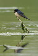 Barn Swallow