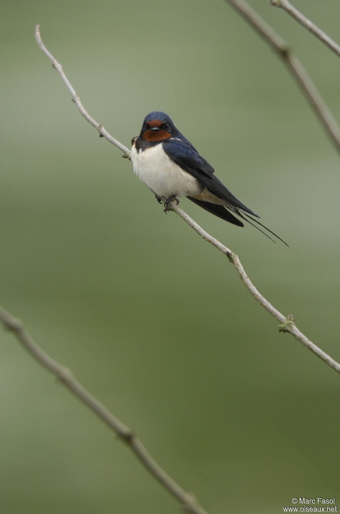 Barn Swallowadult breeding, identification