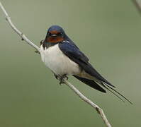 Barn Swallow