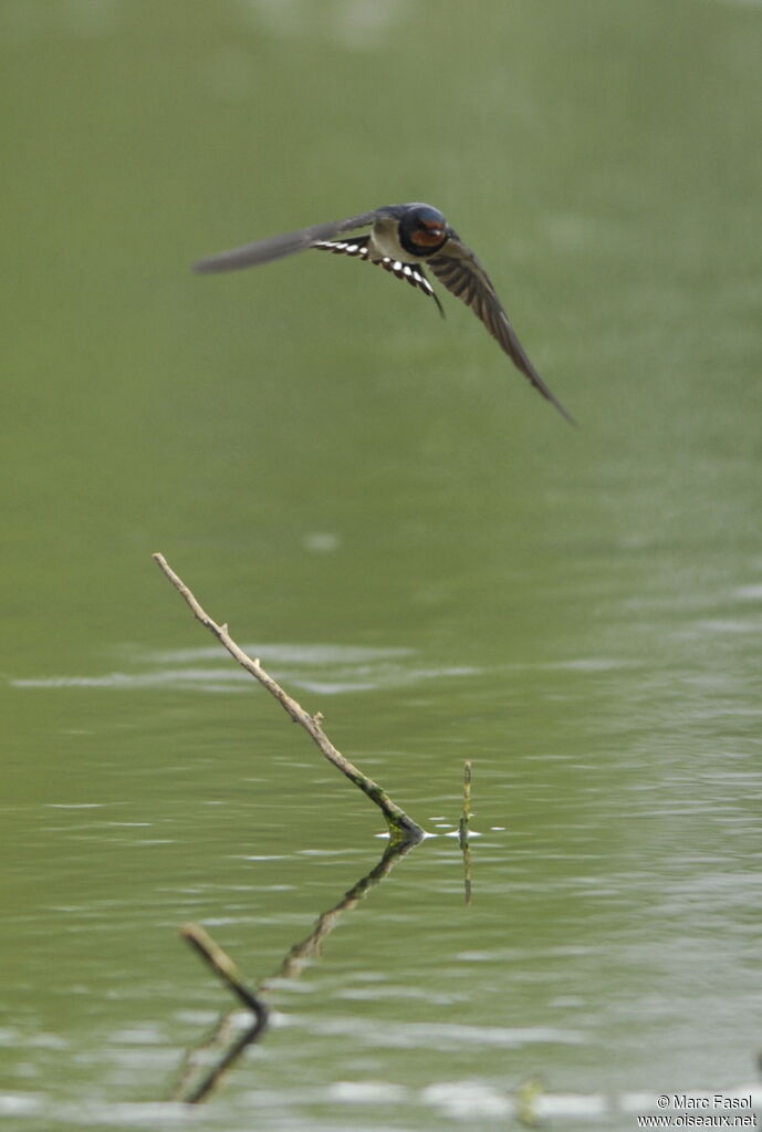 Barn Swallowadult breeding, Flight