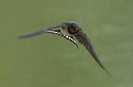 Barn Swallow