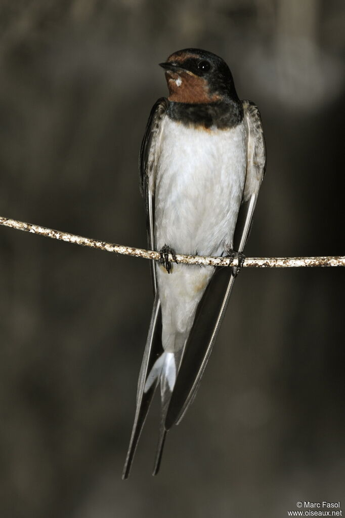 Barn Swallowadult breeding, identification, Reproduction-nesting