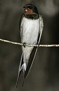 Barn Swallow