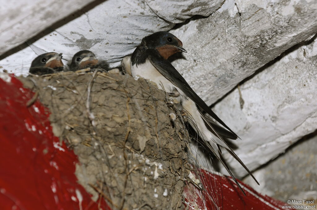 Barn Swallowadult breeding, identification, Reproduction-nesting