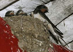 Barn Swallow