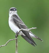 Brown-chested Martin