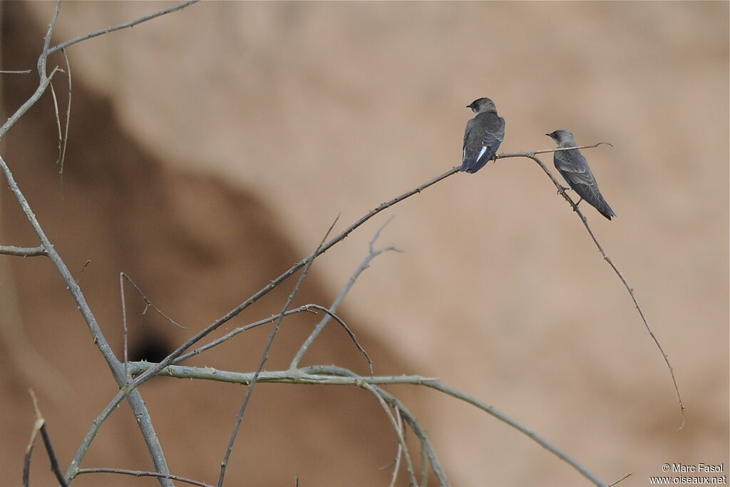 Brown-chested Martinadult, Reproduction-nesting