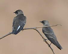 Brown-chested Martin