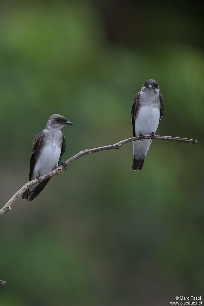 Hirondelle tapèreadulte, identification