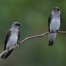 Hirondelle tapère