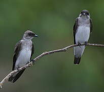 Brown-chested Martin