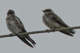 Brown-chested Martin