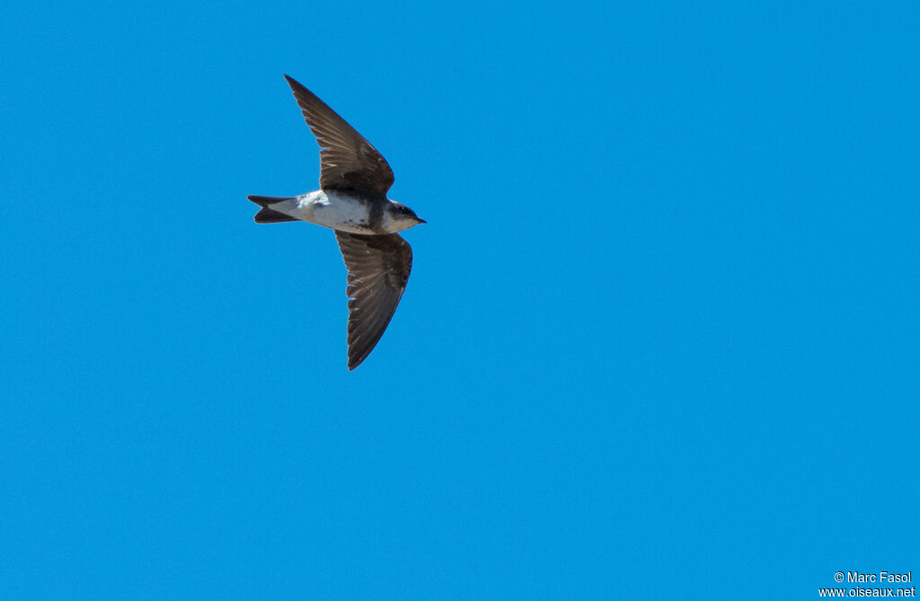 Brown-chested Martinadult, Flight