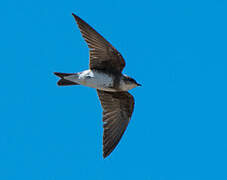 Brown-chested Martin