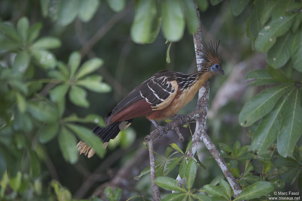 Hoazin huppéadulte, identification, régime