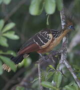 Hoatzin