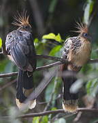 Hoatzin