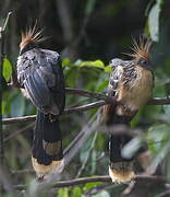 Hoatzin