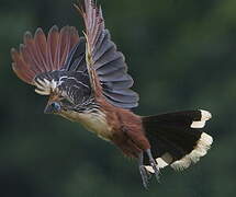 Hoatzin