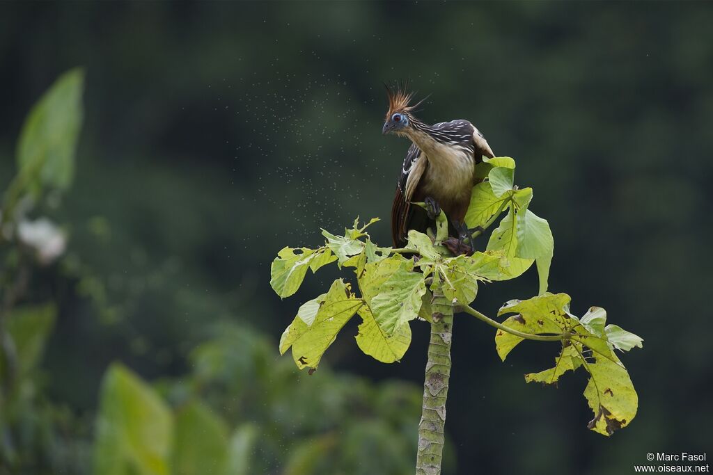 Hoatzinadult, identification, feeding habits, Behaviour