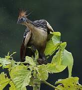 Hoatzin