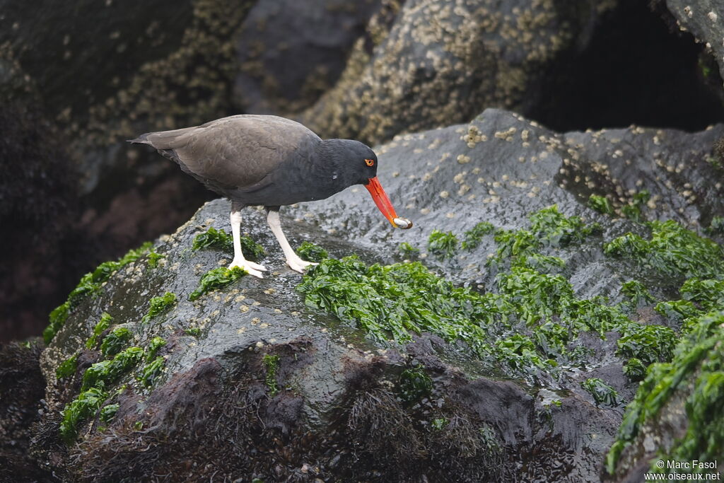 Blackish Oystercatcheradult, identification, feeding habits, Behaviour